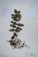 木蜡樹、野漆樹藏品圖，第1張
