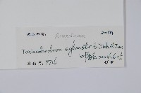 木蜡樹、野漆樹藏品圖，第2張