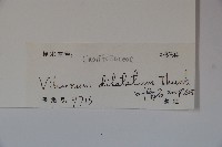 莢迷藏品圖，第2張
