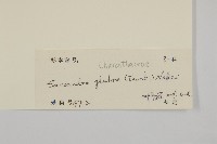 草珊瑚、紅果金粟蘭藏品圖，第3張