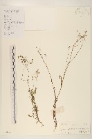 細葉苦實藏品圖，第1張