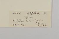 滇邊南蛇藤藏品圖，第3張