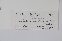 野漆、木臘樹藏品圖，第2張