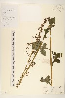 鵝仔草藏品圖，第1張