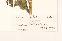 鵝仔草藏品圖，第3張