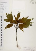 臺灣梣藏品圖，第1張