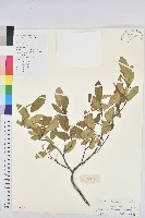 登錄號:S102008藏品圖，第1張