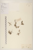 鼠麴草藏品圖，第1張