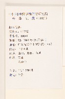 鼠麴草藏品圖，第2張