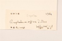 鼠麴草藏品圖，第3張