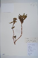 鳳仙花藏品圖，第1張