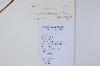 鳳仙花藏品圖，第2張