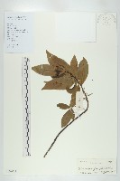 禿瓣杜英藏品圖，第1張
