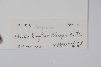 長花厚殼樹藏品圖，第2張