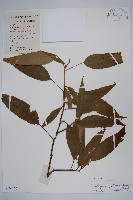 變葉樹參藏品圖，第1張