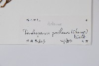 變葉樹參藏品圖，第2張