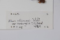 濱鹽膚木、羅氏鹽膚木藏品圖，第2張