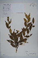 大葉黃楊藏品圖，第1張