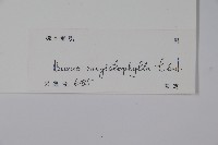 大葉黃楊藏品圖，第2張