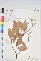 登錄號:S102047藏品圖，第1張