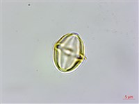 登錄號:S102047藏品圖，第2張