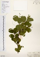 灰木藏品圖，第1張