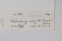 細葉蘭花參藏品圖，第2張