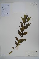三花冬青藏品圖，第1張