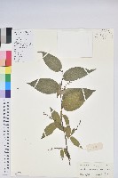 紅脈珍珠花藏品圖，第1張
