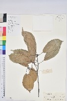 青剛櫟、鐵椆藏品圖，第1張