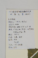 多穗金粟蘭藏品圖，第2張