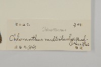 多穗金粟蘭藏品圖，第3張