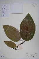 海南馬兜鈴藏品圖，第1張