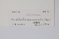 海南馬兜鈴藏品圖，第2張