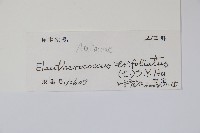 三葉五加藏品圖，第2張