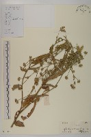 白花地膽草藏品圖，第1張