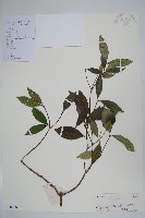 登錄號:S102104藏品圖，第1張