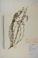 中華苔草藏品圖，第1張