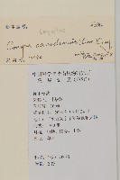 中華苔草藏品圖，第2張