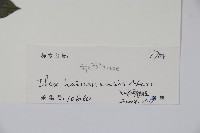 海南冬青藏品圖，第2張