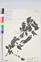 喙果黑面神藏品圖，第1張