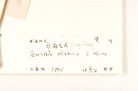 華麻花頭藏品圖，第3張