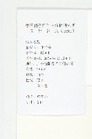 毛姬旋花藏品圖，第2張