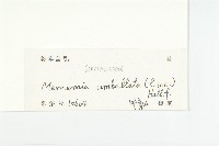 毛姬旋花藏品圖，第3張