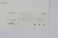 孩兒草藏品圖，第2張