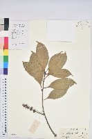 橿葉柯藏品圖，第1張