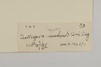 短冠東鳳菜藏品圖，第3張