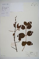 蝶花莢迷藏品圖，第1張