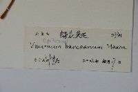 蝶花莢迷藏品圖，第2張