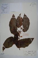 粗喙秋海棠藏品圖，第1張